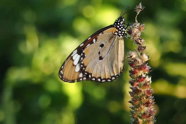 Bahçedeki Yaban Çiçeğinin Üzerindeki Güzel Kelebek — Stok fotoğraf
