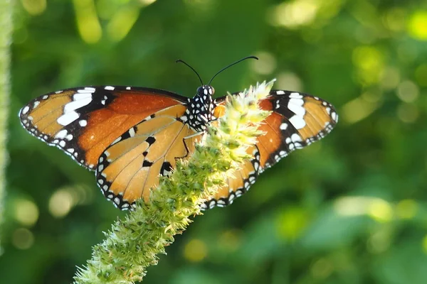 Bahçedeki Yaban Çiçeğinin Üzerindeki Güzel Kelebek — Stok fotoğraf
