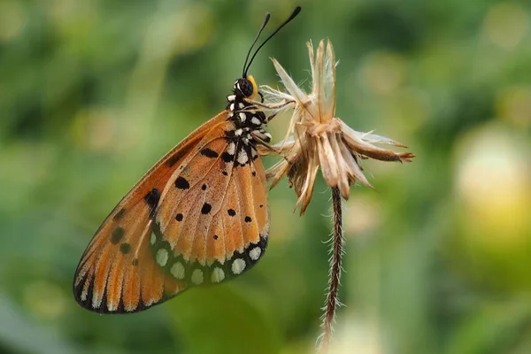 Bela Borboleta Flor Selvagem Jardim — Fotografia de Stock