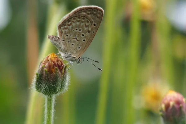 Bela Borboleta Flor Selvagem Jardim — Fotografia de Stock