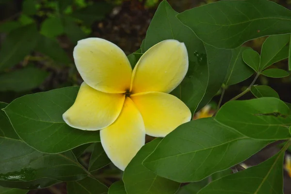 Güzel Frangipani Çiçeği Yaprağın Üzerinde Izole — Stok fotoğraf