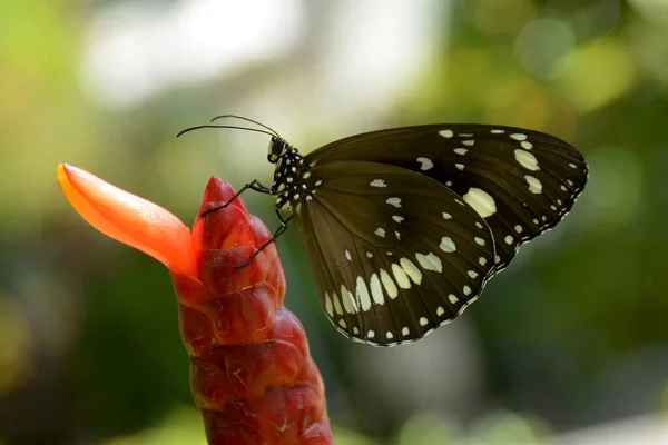 Prachtige Vlinder Rode Bloem — Stockfoto