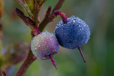 Sonbaharda fundalıkta su damlalarıyla böğürtlen
