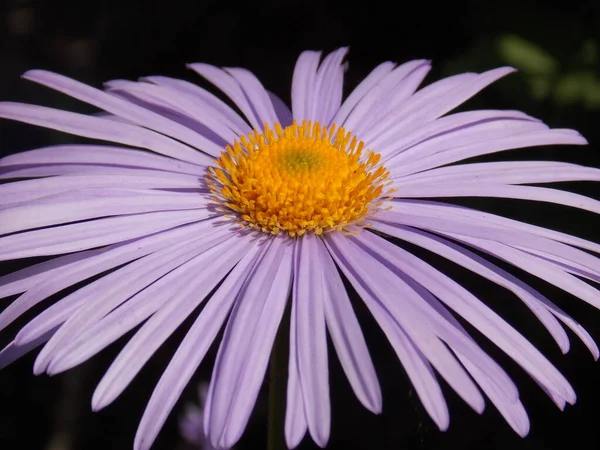 Güzel Mor Papatya Çiçeği Makrosu — Stok fotoğraf