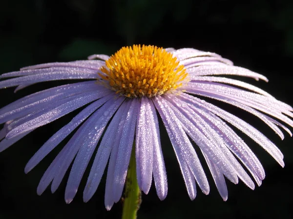 Koyu Bir Arka Planda Güzel Mor Papatya Çiçeği Makrosu — Stok fotoğraf