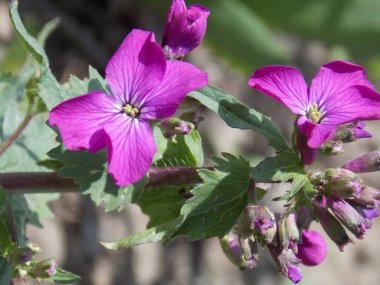 Güzel, parlak, mor çiçek.