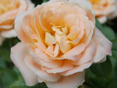 Narin şeftali gülü bahçeye yakın bir yerde