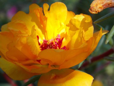 Güzel, parlak sarı purslane. Yaklaş.