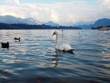 Lucerne 'deki dağların arka planında bir gölde kuğu.
