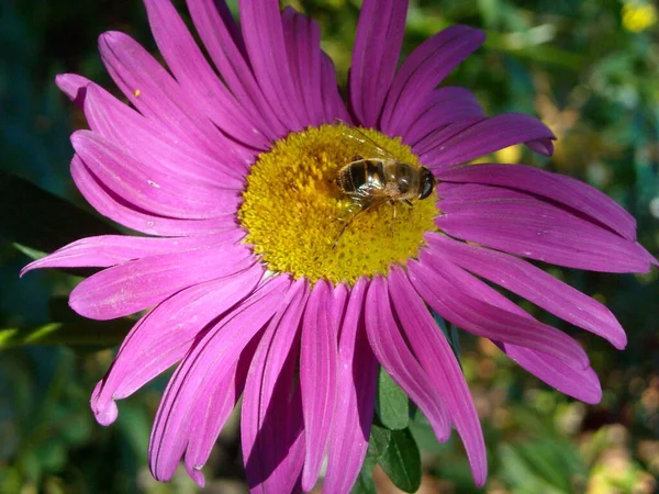 Flor Aster Rosa Brillante Cuando Isect Primer Plano —  Fotos de Stock