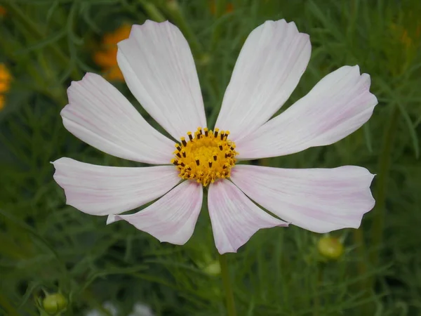 Красива Рослина Біла Світло Рожевими Пелюстками Квітка Csmos — стокове фото