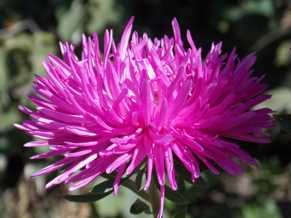 Яскраво Рожева Квітка Айстра Крупним Планом — стокове фото