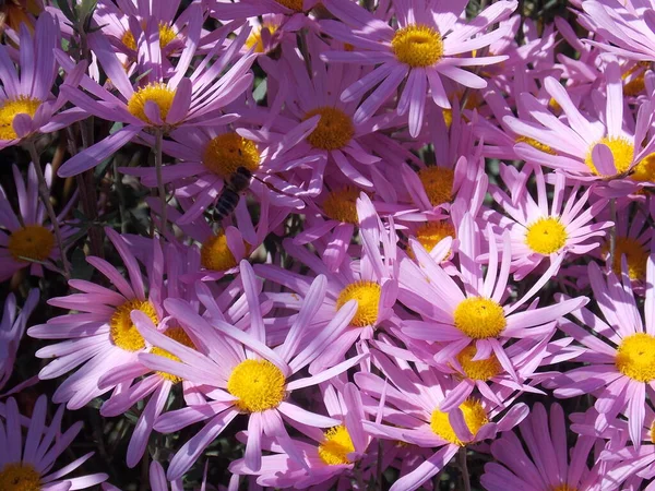 Many Beautiful Bright Purple Chrysanthemums Close — Stock Photo, Image