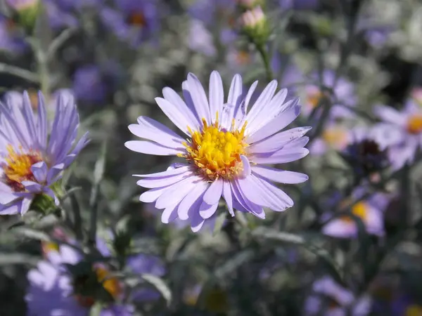 Яскраво Фіолетові Осінні Квіти Крупним Планом — стокове фото