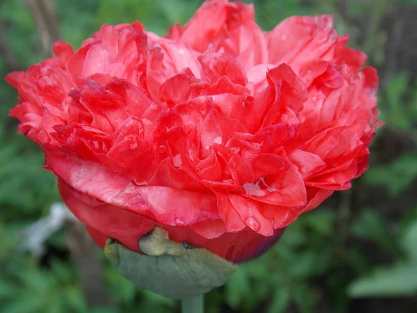 Flor Roja Amapola Completa Cerca —  Fotos de Stock