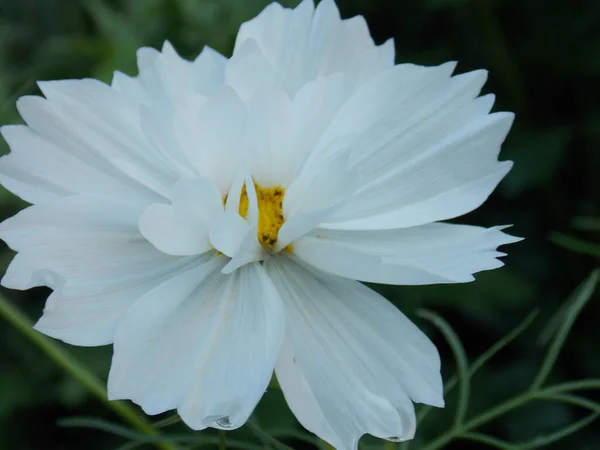 Красива Рослина Біла Квітка Csmos — стокове фото