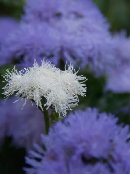 Beautiful White Flower Thin Petals Close — Stock Photo, Image