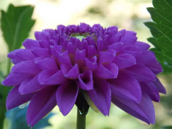 Beau Rose Vif Dahlia Gros Plan — Photo