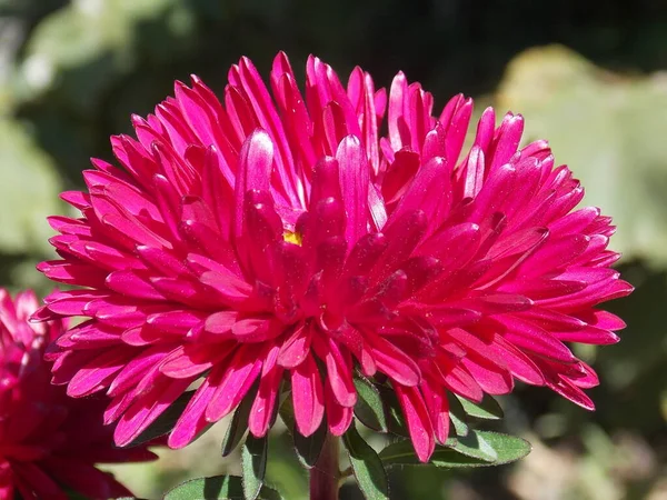 Яскраво Рожева Квітка Малинової Айстри Крупним Планом Темному Тлі — стокове фото