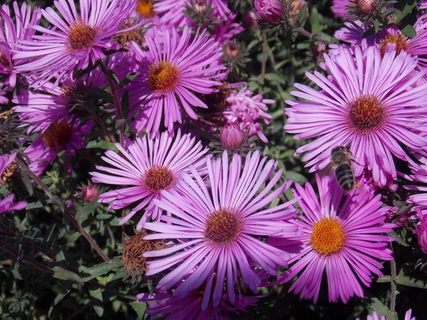 Яскраво Рожево Фіолетові Осінні Квіти Крупним Планом Сонячний День — стокове фото