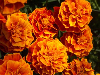 Birçok parlak turuncu kadife çiçekleri güneşli bir günde kapanıyor.