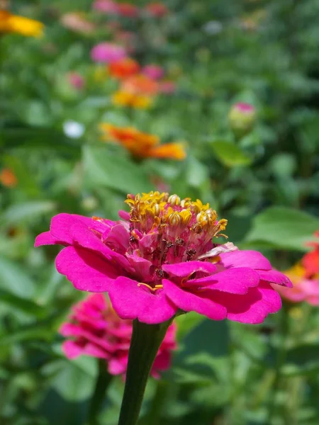 Pembe Kırmızı Zinyanın Güzel Parlak Çiçeği Yeşil Arka Planda Sarı — Stok fotoğraf