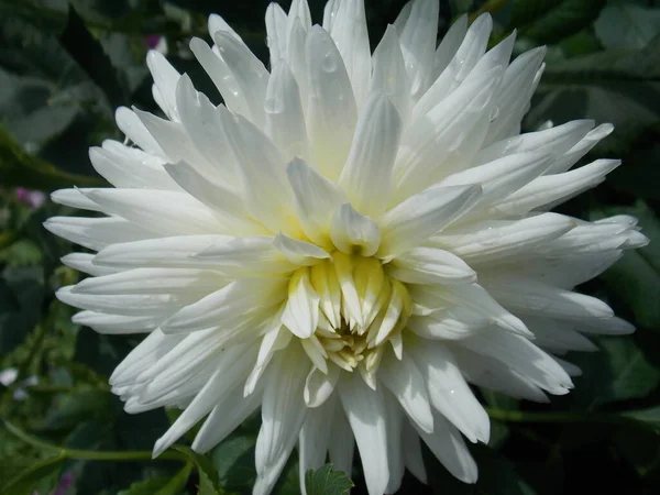 Dália Branca Flor Com Centro Verde Close — Fotografia de Stock