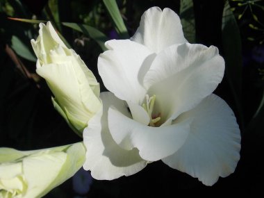 Koyu yeşil arka planda beyaz gladiolus çiçeğine yakın plan