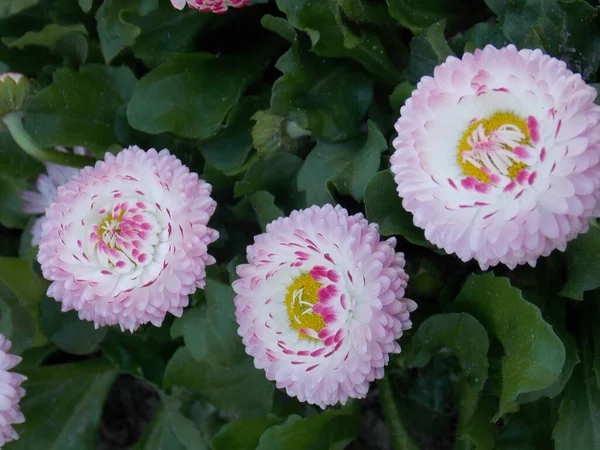 緑の葉を背景に淡いピンクと白の3つのデイジーの花のクローズアップ — ストック写真