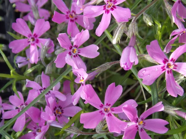 Lindas Flores Rosa Primavera Jardim Toda Imagem — Fotografia de Stock