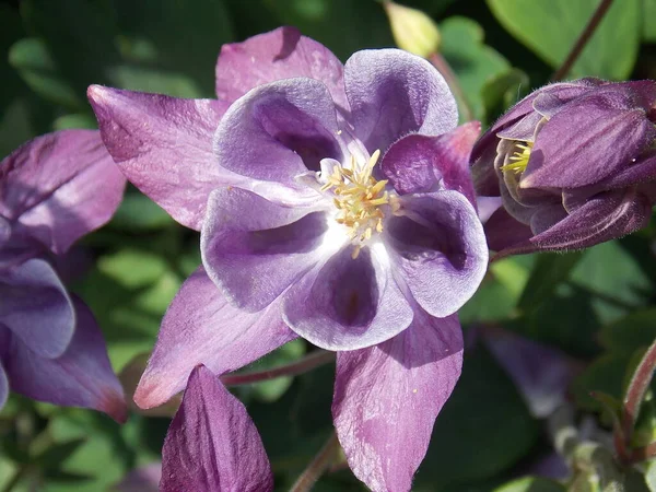 Krásné Jasně Fialové Aquilegia Květ Zblízka Zeleném Rozmazaném Pozadí — Stock fotografie