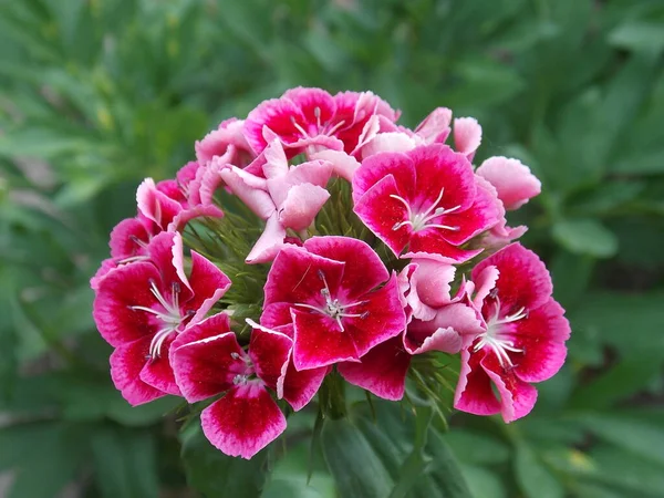 Leuchtend Rosa Blütenstand Einer Blume Einer Türkischen Nelke Nahaufnahme Auf — Stockfoto