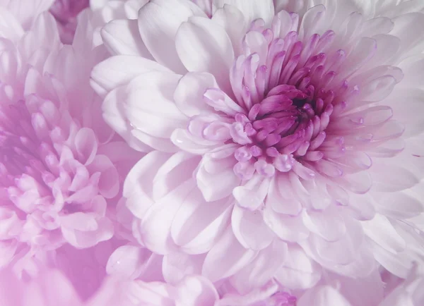 非洲菊雏菊紫色和甜颜色 — 图库照片