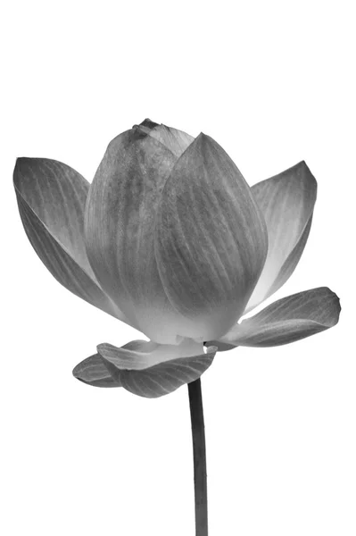 Lotus, Black and white water lily flower, Clipping paths — Stock Photo, Image