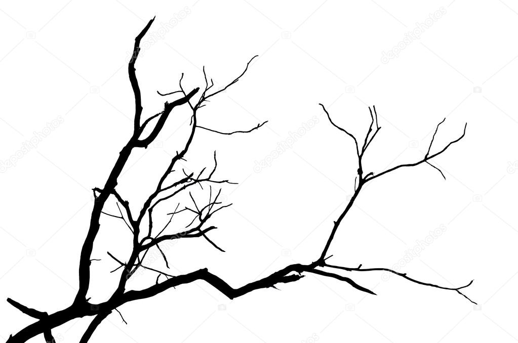 Silhouette branch of tree isolated