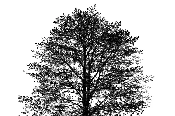 Silhouette tree isolated — Stock Photo, Image