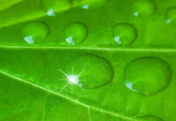 Macro bolla su texture foglia verde — Foto Stock