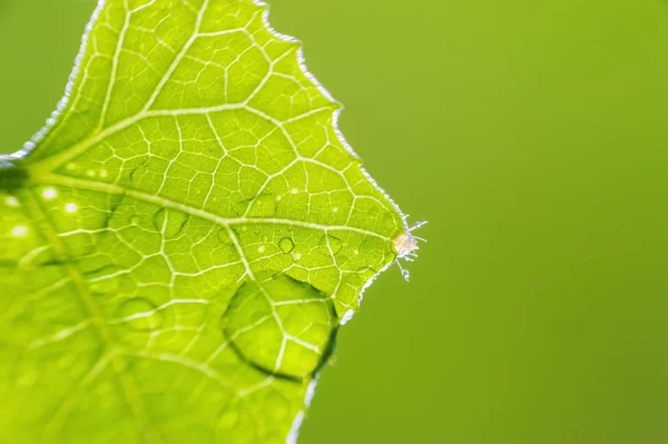 Macro di pianta verde — Foto Stock