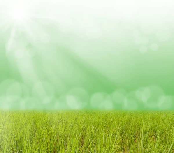 Green grass with blurred bokeh light and sun ray — Stock Photo, Image