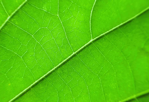 Textura macro de folha verde — Fotografia de Stock