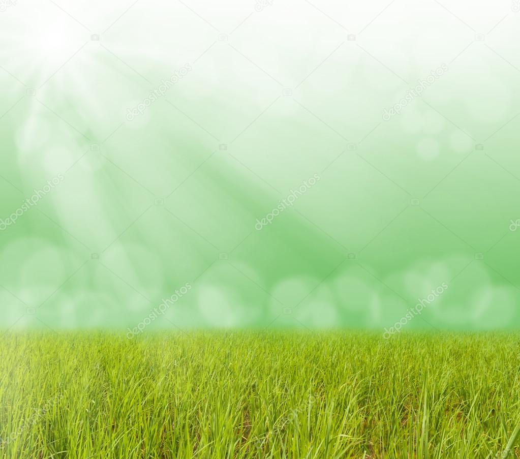 Green grass with blurred bokeh light and sun ray