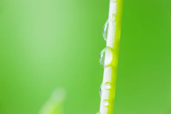 Macro bubble with green plant — Stock Photo, Image