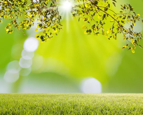 Árvore verde e grama verde com bokeh luz turva — Fotografia de Stock
