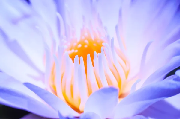 Macro water lily flower — Stock Photo, Image