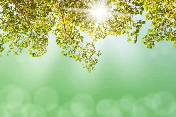 Зелене дерево з розмитим світлим боке — стокове фото