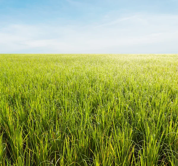 Grünes Rasenfeld mit strahlend blauem Himmel — Stockfoto