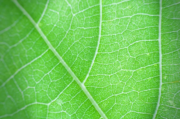 Textura macro de folha verde — Fotografia de Stock