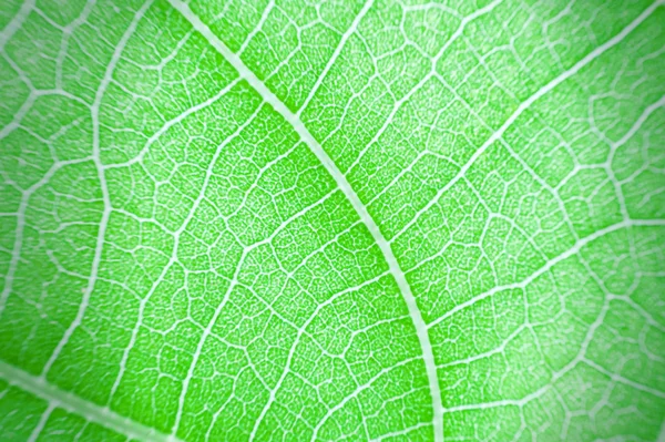 Textura macro de folha verde — Fotografia de Stock