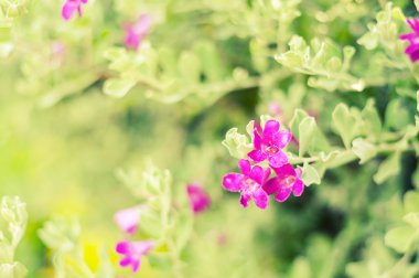 Mor çiçek arka plan bulanıklık