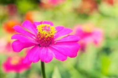 Gerbera, çiçek pembe renk